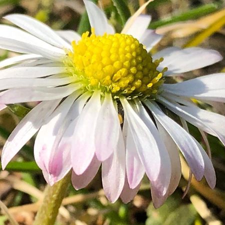 Agroturystyka Czekaj Przy Suntago Lublinow Exteriér fotografie